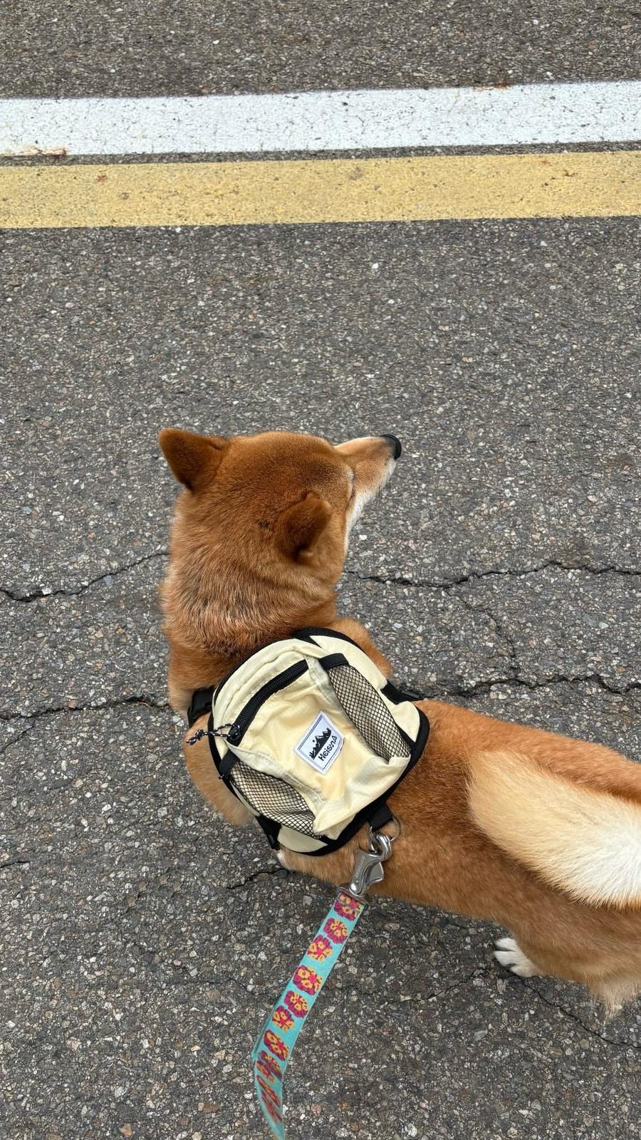 Heisan for Pet Bag - 4 colors