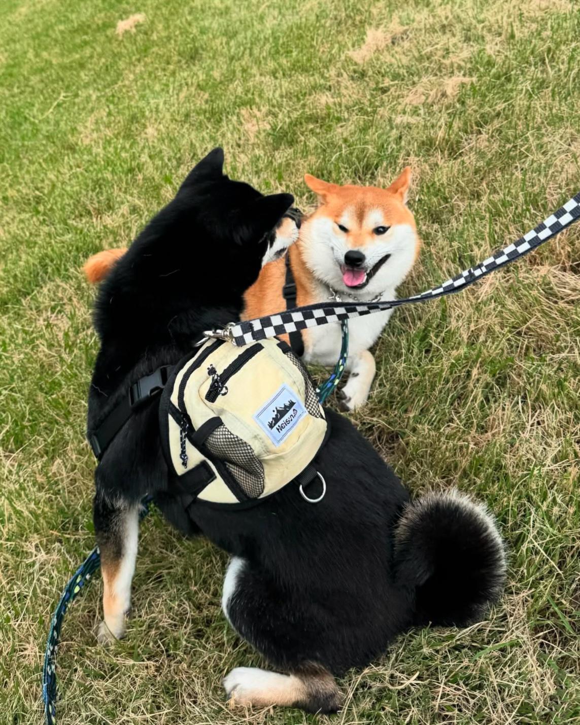 Heisan for Pet Bag - 4 colors
